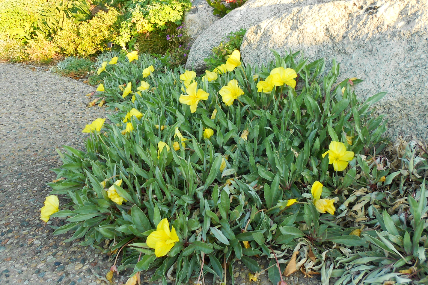 Colorado Springs Utilities Xeriscaping - Silver Blade Evening Primrose